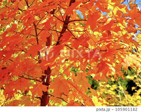 紅葉したカエデがきらめく美しい風景 奈良カエデの郷ひらら 奈良県宇陀市 紅葉したカエデがきらめく美しい風景 奈良カエデの郷ひらら 奈良県宇陀市 105901182