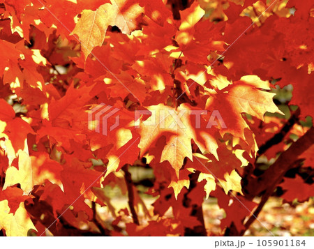 紅葉したカエデがきらめく美しい風景 奈良カエデの郷ひらら 奈良県宇陀市 紅葉したカエデがきらめく美しい風景 奈良カエデの郷ひらら 奈良県宇陀市 105901184