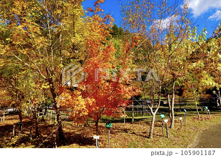 紅葉したカエデがきらめく美しい風景 奈良カエデの郷ひらら 奈良県宇陀市 紅葉したカエデがきらめく美しい風景 奈良カエデの郷ひらら 奈良県宇陀市 105901187