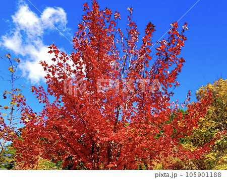 青空を背景に真っ赤に紅葉したカエデが美しい風景 奈良カエデの郷ひらら 奈良県宇陀市 青空を背景に真っ赤に紅葉したカエデが美しい風景 奈良カエデの郷ひらら 奈良県宇陀市 105901188