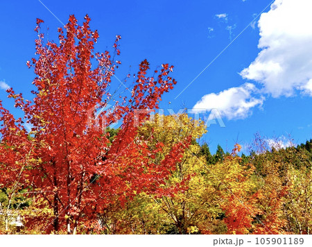 青空を背景に真っ赤に紅葉したカエデが美しい風景 奈良カエデの郷ひらら 奈良県宇陀市 青空を背景に真っ赤に紅葉したカエデが美しい風景 奈良カエデの郷ひらら 奈良県宇陀市 105901189