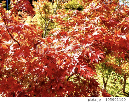 紅葉したカエデがきらめく美しい風景 奈良カエデの郷ひらら 奈良県宇陀市 紅葉したカエデがきらめく美しい風景 奈良カエデの郷ひらら 奈良県宇陀市 105901190