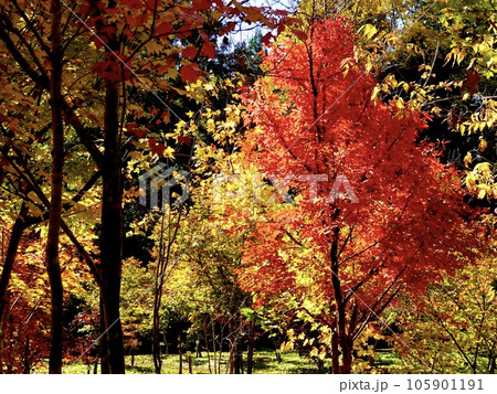 紅葉したカエデがきらめく美しい風景 奈良カエデの郷ひらら 奈良県宇陀市 紅葉したカエデがきらめく美しい風景 奈良カエデの郷ひらら 奈良県宇陀市 105901191