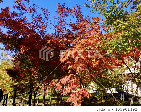 紅葉したカエデがきらめく美しい風景 奈良カエデの郷ひらら 奈良県宇陀市 紅葉したカエデがきらめく美しい風景 奈良カエデの郷ひらら 奈良県宇陀市 105901192