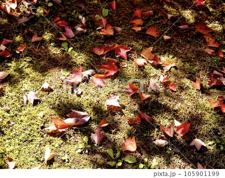 芝生の上の紅葉した落ち葉が美しい風景 奈良カエデの郷ひらら 奈良県宇陀市 芝生の上の紅葉した落ち葉が美しい風景 奈良カエデの郷ひらら 奈良県宇陀市 105901199
