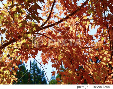 紅葉したカエデがきらめく美しい風景 奈良カエデの郷ひらら 奈良県宇陀市 紅葉したカエデがきらめく美しい風景 奈良カエデの郷ひらら 奈良県宇陀市 105901200