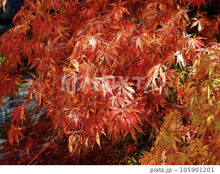 真っ赤に紅葉したカエデがきらめく美しい風景 奈良カエデの郷ひらら 奈良県宇陀市 真っ赤に紅葉したカエデがきらめく美しい風景 奈良カエデの郷ひらら 奈良県宇陀市 105901201
