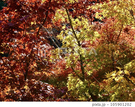 紅葉したカエデがきらめく美しい風景 奈良カエデの郷ひらら 奈良県宇陀市 紅葉したカエデがきらめく美しい風景 奈良カエデの郷ひらら 奈良県宇陀市 105901202