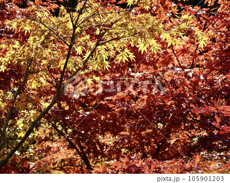 紅葉したカエデがきらめく美しい風景 奈良カエデの郷ひらら 奈良県宇陀市 紅葉したカエデがきらめく美しい風景 奈良カエデの郷ひらら 奈良県宇陀市 105901203