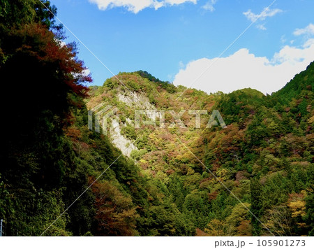 県道名張曽爾線から紅葉の小太郎岩を見上げた風景　奈良県宇陀郡曽爾村 105901273