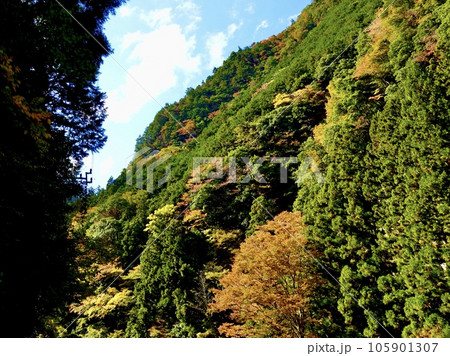 県道名張曽爾線から紅葉の香落渓を見上げた風景　奈良県宇陀郡曽爾村 105901307