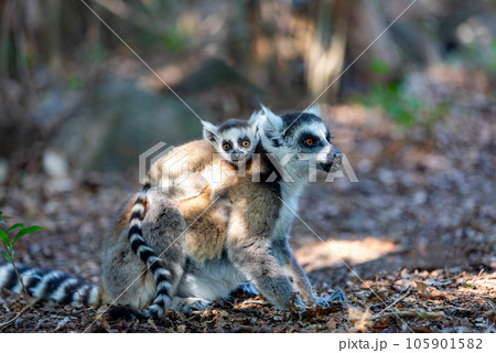 Ring-tailed lemur with baby, Lemur catta, Madagascar wildlife 105901582
