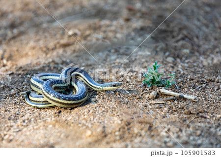 Lateral Water Snake, Thamnosophis Lateralis, Anja Comunity reserve, Madagascar wildlife 105901583