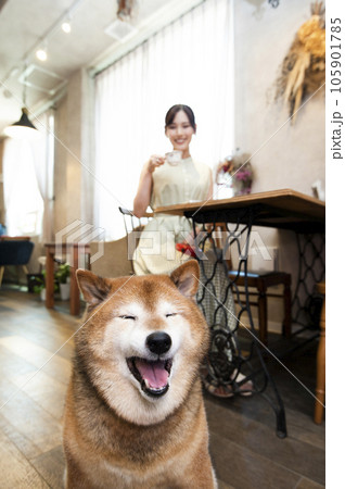 ドックカフェ 若い女性 柴犬 目つむり ドックカフェ 若い女性 柴犬 目つむり 105901785