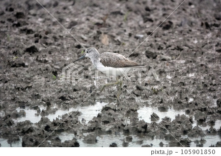 ハス田に立ち寄ったアオアシシギ。 ハス田に立ち寄ったアオアシシギ。 105901850