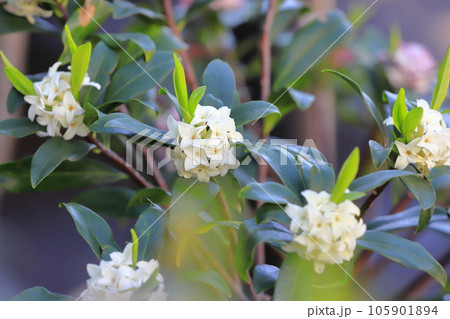 白い沈丁花(ジンチョウゲ)の花 白い沈丁花(ジンチョウゲ)の花 105901894