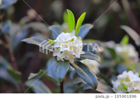 白い沈丁花(ジンチョウゲ)の花 白い沈丁花(ジンチョウゲ)の花 105901896