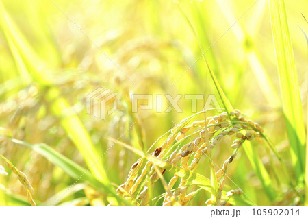 秋の実り 105902014