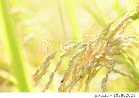 秋の実り 105902025