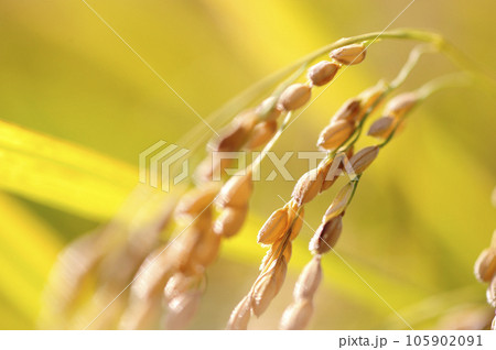 秋の実り 秋の実り 105902091