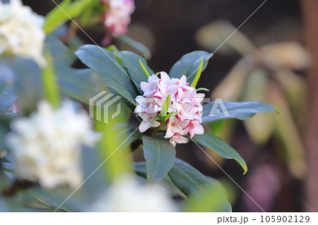 沈丁花（ジンチョウゲ）の花 105902129