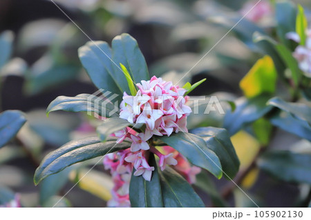 沈丁花（ジンチョウゲ）の花 105902130