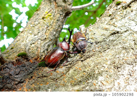 カブトムシ クワガタムシ 夏休み 子供 カブトムシ クワガタムシ 夏休み 子供 105902298