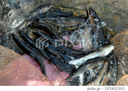 アユ釣りの釣果 アユ釣りの釣果 105902301
