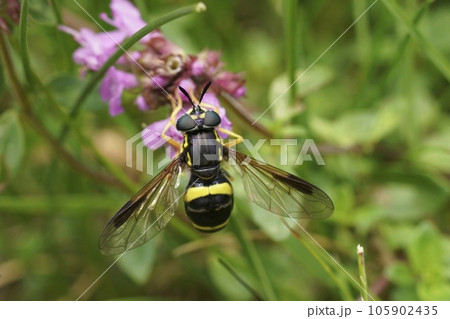 Closeup on a Two-banded Spearhorn, Chrysotoxum bicinctum feeding on a purple Thymus pulegioides flower Closeup on a Two-banded Spearhorn, Chrysotoxum bicinctum feeding on a purple Thymus pulegioides flower 105902435