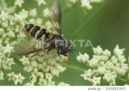 Closeup on a yellow banded wasp mimic hoverfly, Megasyrphus erraticus sitting on a white Heracleum sphondylium flower 105902441