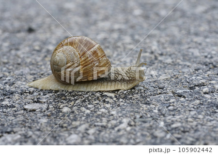 Closeup on an edible Burgundy snail or escargot, Helix pomatia, corssing the road in the Austrian alps Closeup on an edible Burgundy snail or escargot, Helix pomatia, corssing the road in the Austrian alps 105902442