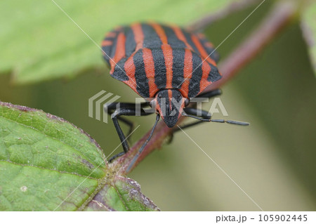Frontal detailed closeup on a red and black striped bug, Graphosoma italicum sitting on a leaf 105902445