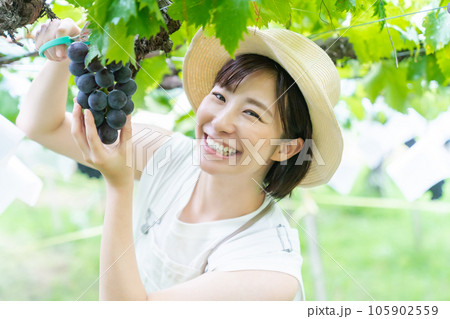 ぶどう狩りをする女性　果物狩りをする女性 105902559