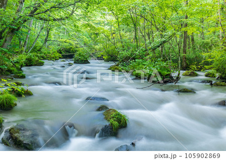 「青森県」新緑の森を流れる奥入瀬渓流　夏 105902869