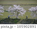 三次市三和町敷名の「三和町　美波羅川の千本桜」 105902891
