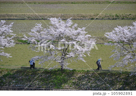三次市三和町敷名の「三和町 美波羅川の千本桜」 三次市三和町敷名の「三和町 美波羅川の千本桜」 105902891