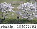 三次市三和町敷名の「三和町　美波羅川の千本桜」 105902892