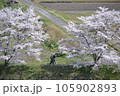 三次市三和町敷名の「三和町　美波羅川の千本桜」 105902893