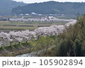 三次市三和町敷名の「三和町　美波羅川の千本桜」 105902894