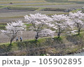 三次市三和町敷名の「三和町　美波羅川の千本桜」 105902895