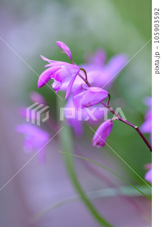 紫色の花を咲かせることから紫蘭。5月に開花する。背景をぼかして