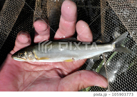 友釣りで掛かった鮎を手持ちで撮った 友釣りで掛かった鮎を手持ちで撮った 105903773