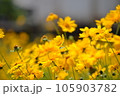 きれいな黄色い花を咲かせるオオキンケイギク 105903782