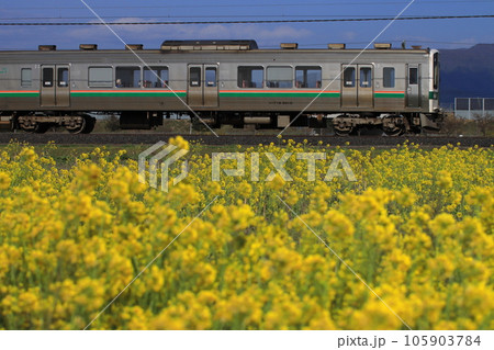 満開の菜の花たちに見送られて疾走する719系電車_2023/4/22撮影 105903784