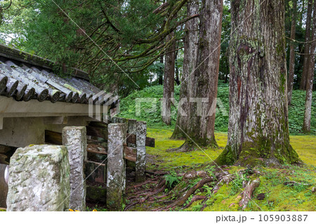 飫肥城跡の苔と杉の風景 飫肥城跡の苔と杉の風景 105903887