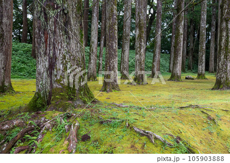 飫肥城跡の苔と杉の風景 飫肥城跡の苔と杉の風景 105903888