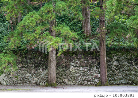 飫肥城跡の苔と杉の風景 105903893