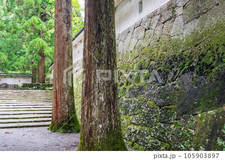 飫肥城跡の苔と杉の風景 飫肥城跡の苔と杉の風景 105903897