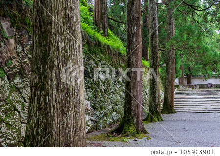 飫肥城跡の苔と杉の風景 飫肥城跡の苔と杉の風景 105903901
