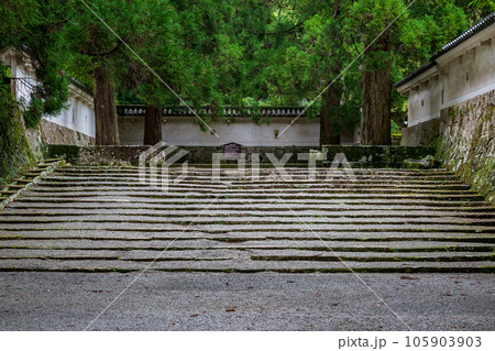 飫肥城跡の苔と杉の風景 飫肥城跡の苔と杉の風景 105903903
